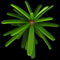 tsuga_diversifolia_trieb_v_september_150