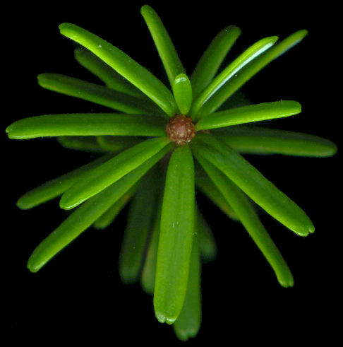 tsuga_diversifolia_trieb_v_september_600