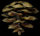 tsuga_diversifolia_zapfen_september_150