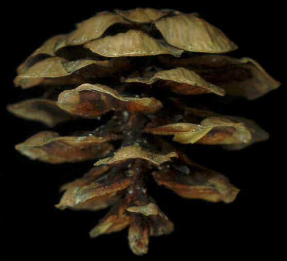 tsuga_diversifolia_zapfen_september_600