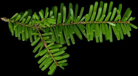 tsuga_diversifolia_zweig_o_august_150