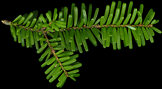 tsuga_diversifolia_zweig_o_august_50