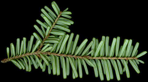 tsuga_diversifolia_zweig_u_august_150