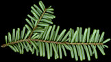 tsuga_diversifolia_zweig_u_august_50