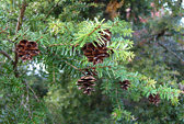 tsuga_diversifolia_zweige_september_1