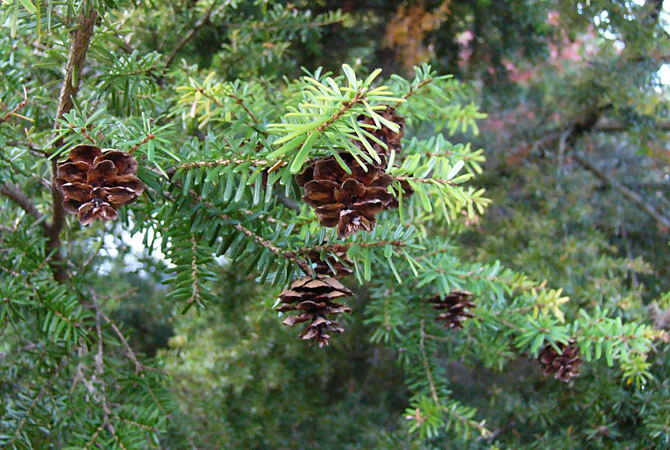 tsuga_diversifolia_zweige_september_2