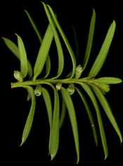 taxus_baccata_blueten-w_mai_150