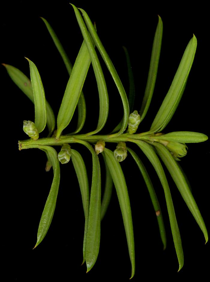 taxus_baccata_blueten-w_mai_600