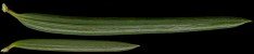 taxus_baccata_nadeln_o_maerz_150