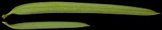 taxus_baccata_nadeln_u_maerz_150