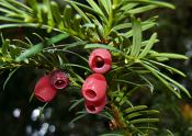 taxus_baccata_samen_oktober_1