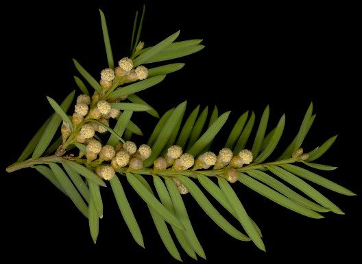 taxus_baccata_zweig_u_blueten-m_maerz_150