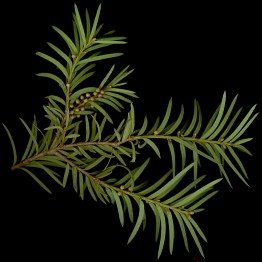 taxus_baccata_zweig_u_maerz_50