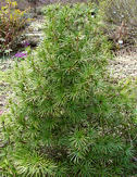 sciadopitys_verticillata_baum_1