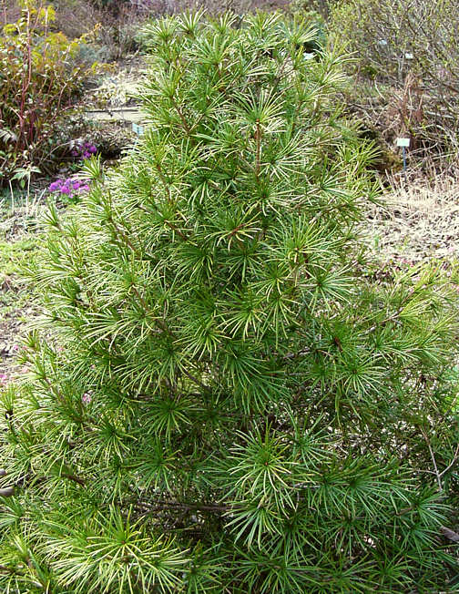 sciadopitys_verticillata_baum_2
