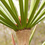 sciadopitys_verticillata_triebspitze_1