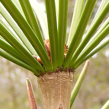 sciadopitys_verticillata_triebspitze_2