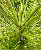 sciadopitys_verticillata_zweig_1