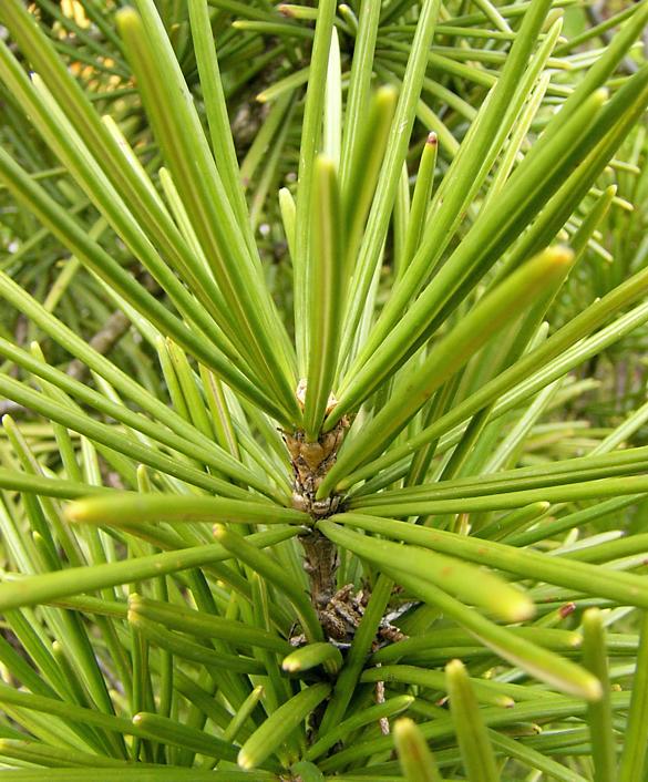 sciadopitys_verticillata_zweig_2