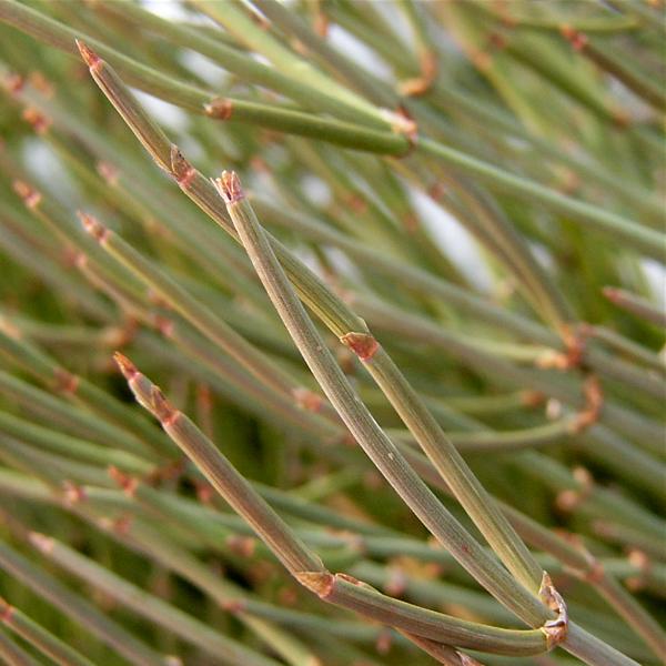 ephedra_a_2