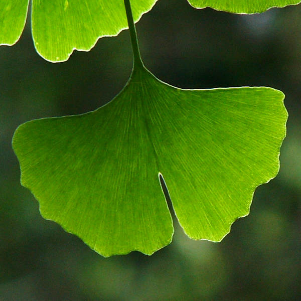 ginkgo_a_2