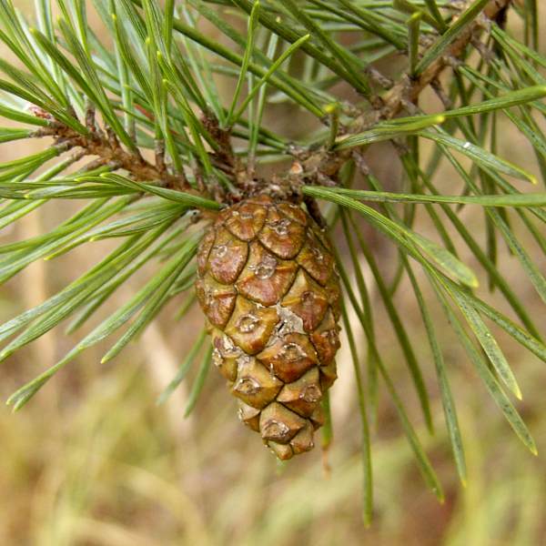 konifere_c_2