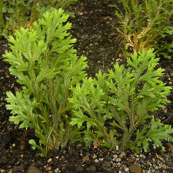 selaginella_a_2