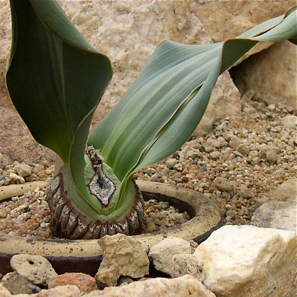 welwitschia_2