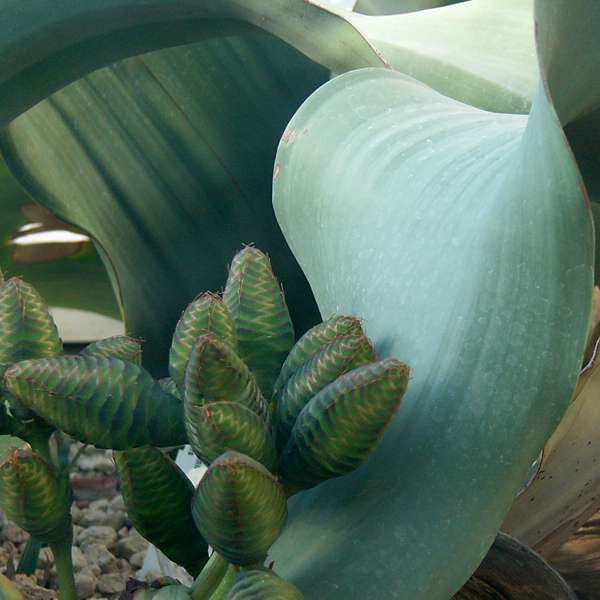 welwitschia_b_2