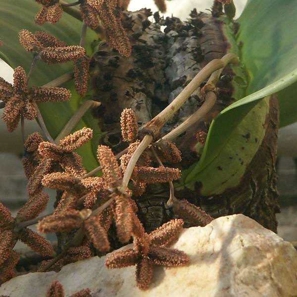 welwitschia_c_2